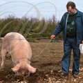 LALBENQUE - concours de cavage avec un cochon