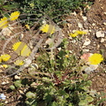 CRÉPIDE À FEUILLES DE PISSENLIT (Crepis vesicaria)