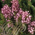 BRUYÈRE( Erica multiflora)