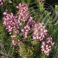 BRUYÈRE( Erica multiflora)