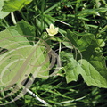 BRYONE DIOÏQUE ou NAVET DU DIABLE (Bryona dioica) - fleur