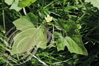 BRYONE DIOÏQUE ou NAVET DU DIABLE (Bryona dioica) - fleur