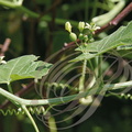 BRYONE DIOÏQUE ou NAVET DU DIABLE (Bryona dioica) - fleurs et fruits en formation