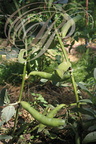 FÈVES (Vicia fava) - variété "de Séville" : gousses