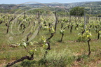 FLORESSAS - CHÃTEAU de CHAMBERT :  vignes (cépage Malbec)