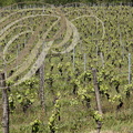 FLORESSAS - CHÃTEAU de CHAMBERT :  vignes (cépage Malbec) 