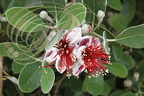 GOYAVIER DU BRÉSIL (Feijoa sellowiana) : fleurs