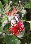 GOYAVIER DU BRÉSIL (Feijoa sellowiana) : fleurs 