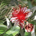 GOYAVIER DU BRÉSIL (Feijoa sellowiana) : fleurs 