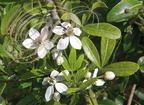 ORANGER DU MEXIQUE (Choisya ternata) : fleurs