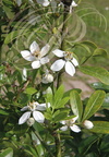 ORANGER DU MEXIQUE (Choisya ternata) : fleurs