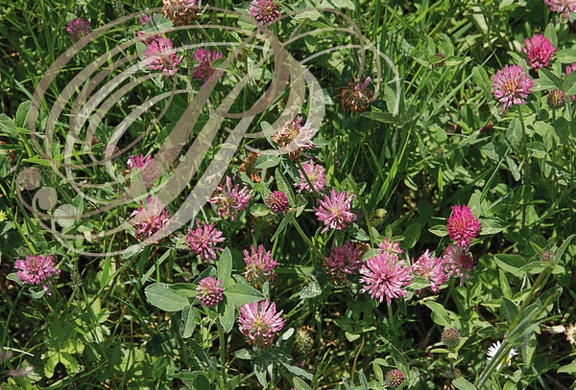 TRÈFLE DES PRÉS ou TRÈFLE VIOLET (Trifolium pratense)  