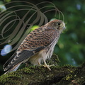 FAUCON CRÉCERELLE (Falco tinnunculus) - immature