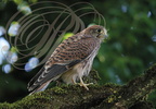FAUCON CRÉCERELLE (Falco tinnunculus) - immature