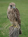 FAUCON CRÉCERELLE (Falco tinnunculus) - immature 