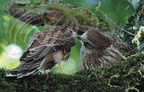 FAUCON CRÉCERELLE (Falco tinnunculus) - immatures