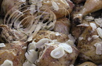 MOISSAC - LA BUFFÈTERIE : le poulet rôti citronné à l'ail