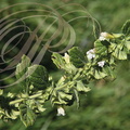 MÉLISSE OFFICINALE (Melissa officinalis) : rameau fleuri