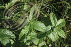MENTHE VERTE ou MENTHE EN ÉPI (Mentha spicata) : les feuilles