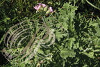 GÉRANIUM ROSAT (Pelargonium graveolens)