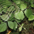 RONCE COMMUNE (Rubus fructicosus) : feuilles