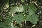 CASSISSIER (Ribes nigrum) : feuilles
