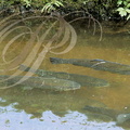 TRUITES ARC-EN-CIEL (Oncorhynchus mykiss) - AUBAZINE : pisciculture Willilam Mazern