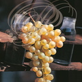 CHASSELAS - conservation des grappes pour l'hiver expérimenté en 1848 à Thomery