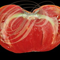 TOMATES (Solanum lycopersicum) : coupe