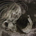 BRUNIQUEL - la dame de BRUNIQUEL : squelette d'époque magdalénienne (environ 15 000)