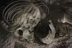 BRUNIQUEL - la dame de BRUNIQUEL : squelette d'époque magdalénienne (environ 15 000)