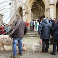 LALBENQUE - Fête de la TRUFFE du 29 janvier 2017 : bénédiction des chiens et du cochon 