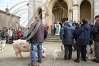 LALBENQUE - Fête de la TRUFFE du 29 janvier 2017 : bénédiction des chiens et du cochon 