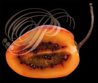TAMARILLO de Colombie (Solanum betaceum) - coupe