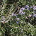 ROMARIN (Rosmarinus officinalis)