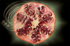 GRENADIER (Punica granatum) - coupe du fruit