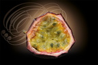GRENADILLE ou FRUIT DE LA PASSION (Passiflora edulis) - intérieur du fruit