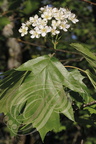 ALISIER TORMINAL ou ALISIER DES BOIS (Sorbus torminalis) fleurs et feuille