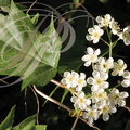 ALISIER TORMINAL ou ALISIER DES BOIS (Sorbus torminalis) feuille et fleurs