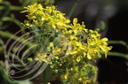 PASTEL (Isatis tinctoria) - fleurs
