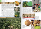 GOURMANDISES ETE 2017 p18 19 le melon