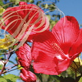 HIBISCUS DES MARAIS ou KETMIE DES MARAIS (Hibiscus moscheutos ou Hibiscus palustris)