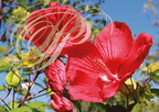 HIBISCUS DES MARAIS ou KETMIE DES MARAIS (Hibiscus moscheutos ou Hibiscus palustris)