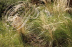 STIPPE cheveux d'ange (Stippa tenuifolia)