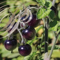 TOMATES (Solanum lycopersicum) - varété « Blueberries » 