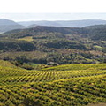 CAMPAGNE-SUR-AUDE - panorama sur les vignobles SALASAR