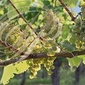 VIELLA vignoble raisin blanc 535
