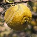 CITRON DE MENTON (Citrus limon)