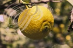 CITRON DE MENTON (Citrus limon)