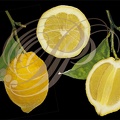 CITRON DE MENTON (Citrus limon) entier et coupes
